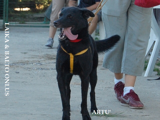 Artù 08 Copia