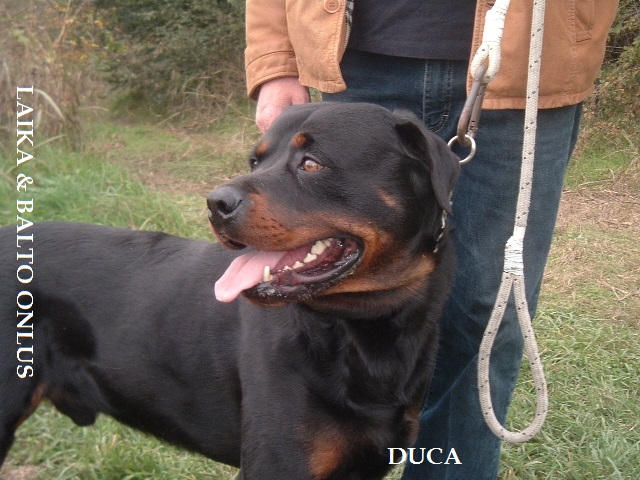 Duca2 Copia