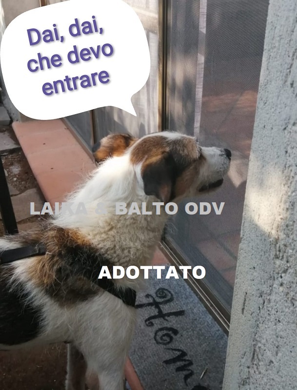 adottato 7102022