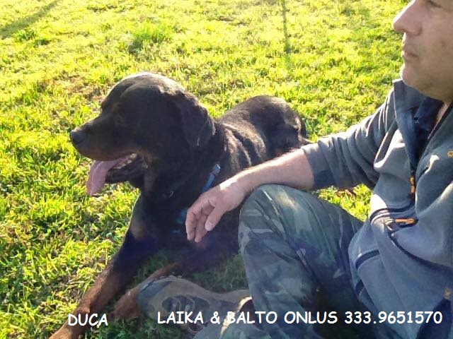 duca9 2016 Copia