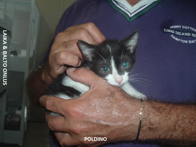 poldino